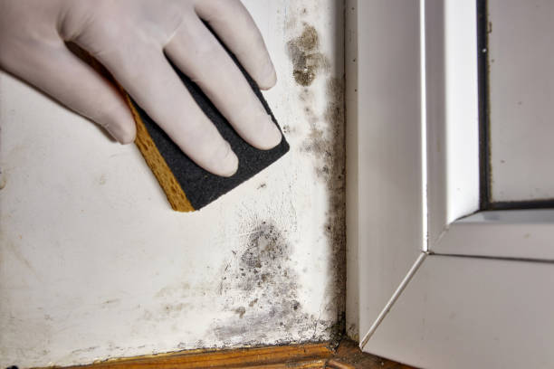 Mold Odor Removal Services in Silverthorne, CO